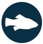 Goldspotted Killfish icon. Goldspotted killfish are one of the important species that makes up the epifauna community in Biscayne Bay. Goldspotted Killfish icon. Goldspotted killfish are one of the important species that makes up the epifauna community in Biscayne Bay.